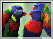 Cztery, Kolorowe, Papugi