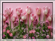 Biało-różowe, Kwiaty, Tulipany, Różowe, Tło