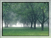 Park, Mga, Drzewa