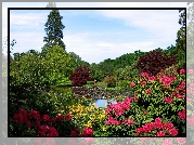 Ogród, Rododendrony, Krzewy, Ozdobne