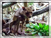 Fossa, Zoo