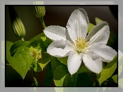 Biały, Clematis