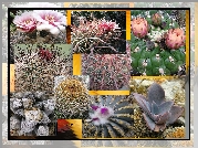 Kaktusy, Różne, Gatunki, Grafika