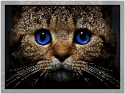 Kot, Niebieskie, Oczy, Spojrzenie