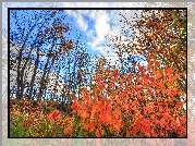 Jesień, Drzewa, Czerwone, Liście