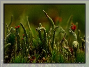 Cladonia, Porost, Zieleń, Makro