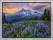 Góry, Łąka, Niebieskie, Łubiny, Drzewa, Stratowulkan, Mount Rainier, Park Narodowy Mount Rainier, Stan Waszyngton, Stany Zjednoczone