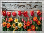 Kwiaty, Tulipany, Narcyzy żonkile, Drewno, Deski