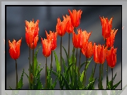 Kwiaty, Tulipany, Pomarańczowo-czerwone, Zbliżenie