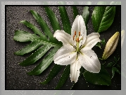 Kwiat, Lilia, Pąk, Liście