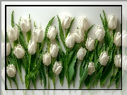 Kompozycja, Kwiaty, Białe, Tulipany Kwiat, Tulipan