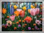Tulipany, Kolorowe, Kwiaty, Łąka, Grafika