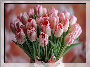 Bukiet, Biało-różowe, Tulipany