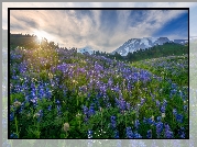 Stany Zjednoczone, Waszyngton, Park Narodowy Mount Rainier, Góra, Mount Rainier, Wzgórza, Polana, Kwiaty, Łubin, Łąka