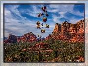 Stany Zjednoczone, Arizona, Sedona, Skały, Roślinność, Drzewo