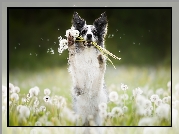 Pies, Border collie, Łąka, Dmuchawce