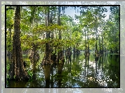 Stany Zjednoczone, Teksas, Jezioro, Caddo Lake, Drzewa, Cyprysy bagienne