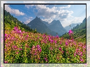 Stany Zjednoczone, Montana, Park Narodowy Glacier, Góry, Las, Drzewa, Polana, Łąka, Kwiaty, Wierzbówka kiprzyca, Chmury