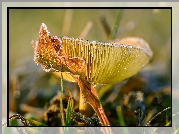 Grzyb, Russula, Gołąbek, Makro